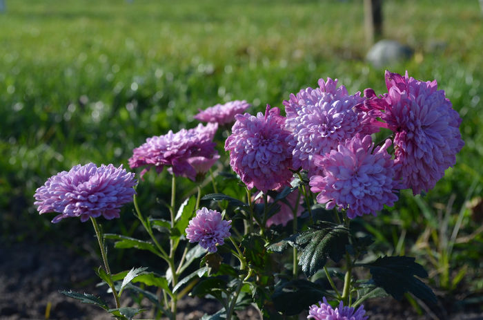 DSC_0030 - 9 Noiembrie 2013