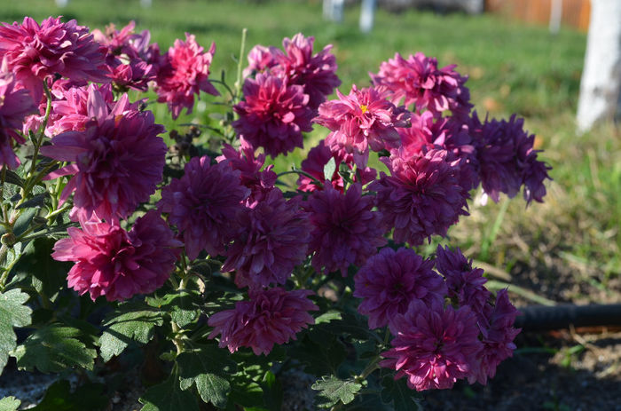 DSC_0033 - 9 Noiembrie 2013