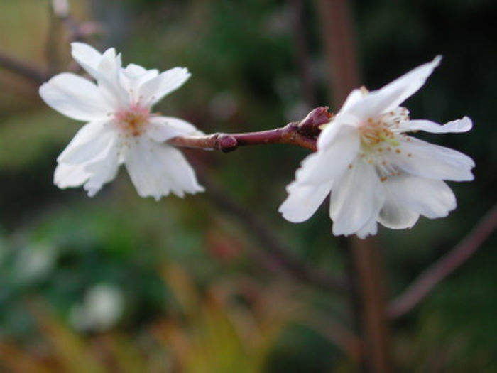 Prunus_subhirtella_autumnalis