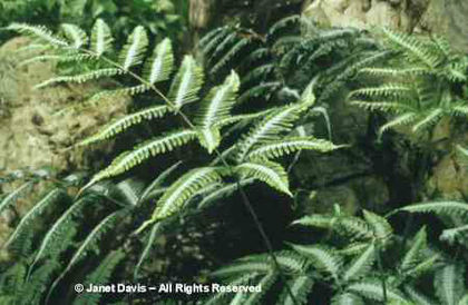 Pteris%20argyraea