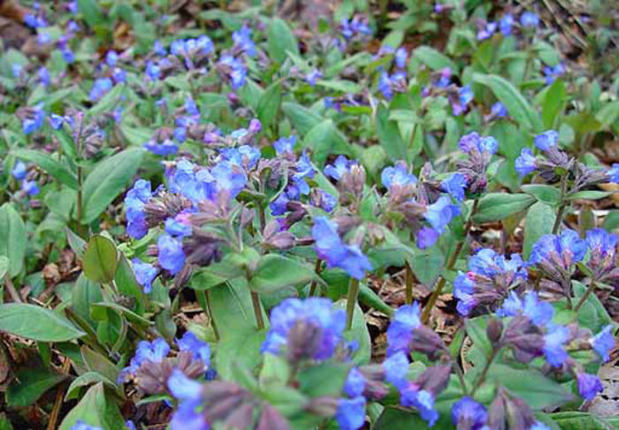 Pulmonaria%20augustifolia