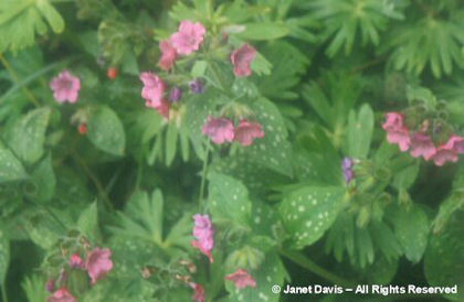 Pulmonaria%20