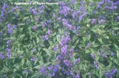 Pulmonaria%20