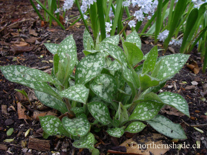 Pulmonaria-Majeste-with-Puschkinia
