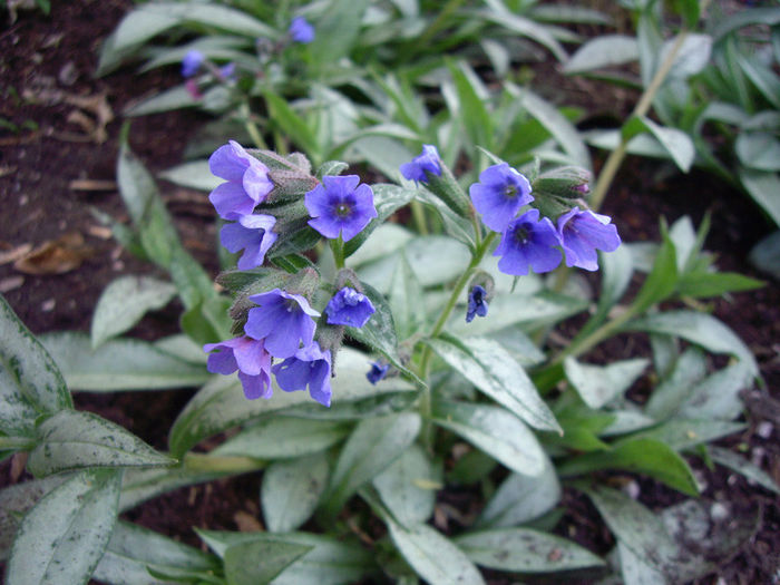 pulmonaria-samourai-flowers-may-26