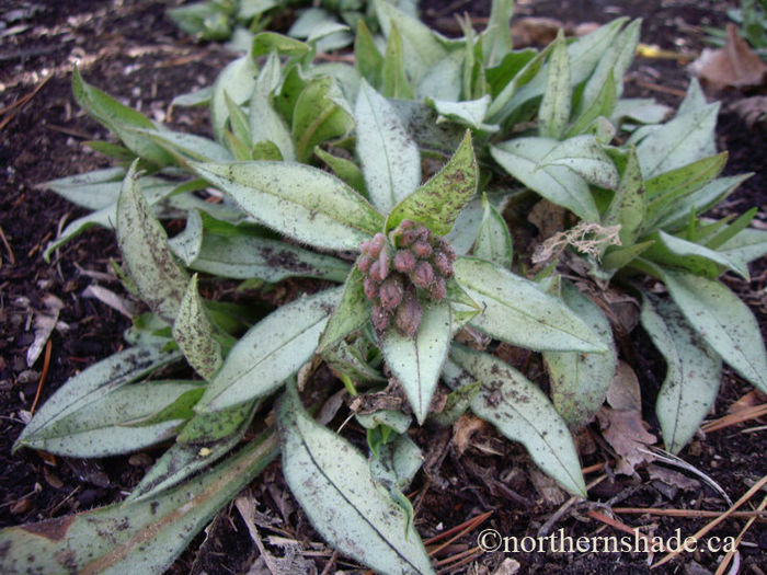 Pulmonaria-samourai-new-leaves-in-spring