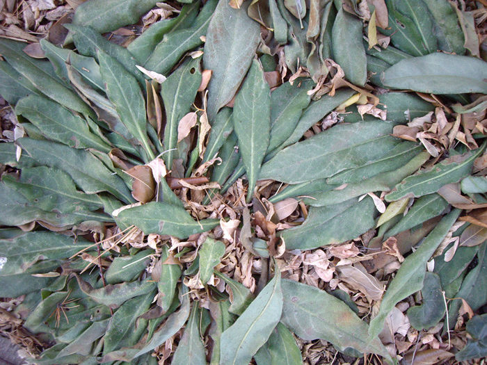 pulmonaria-samourai-november-end