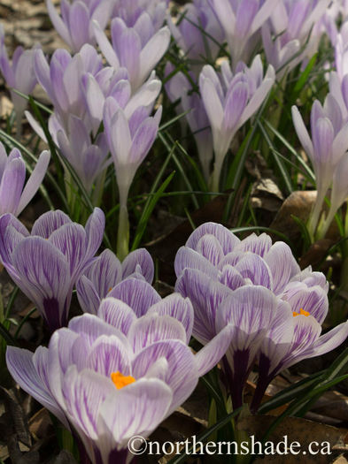 purple-and-white-crocus