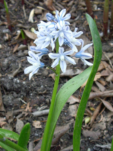 puschkinia-scilloides-var-libanotica-may-16-closeup