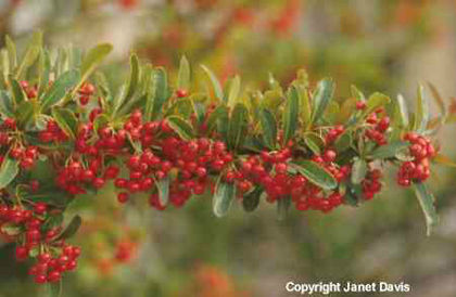 Pyracantha%20coccinea