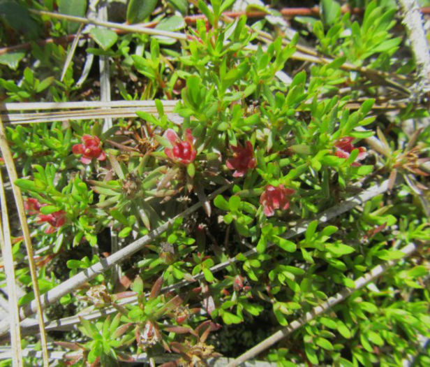 Pyxidanthera_barbulata_web_IMG_8776_resized