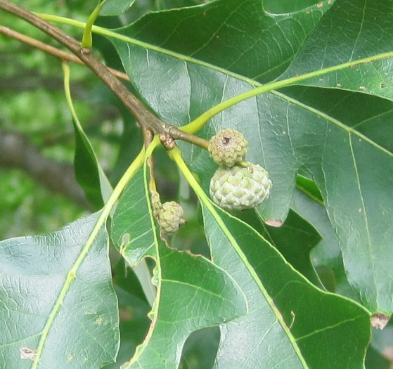 Quercus_lyrata_acorns_WEB