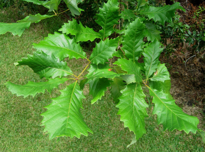 Quercus_michauxii_leaves_web
