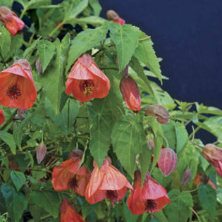 R1657-Abutilon-Firefly