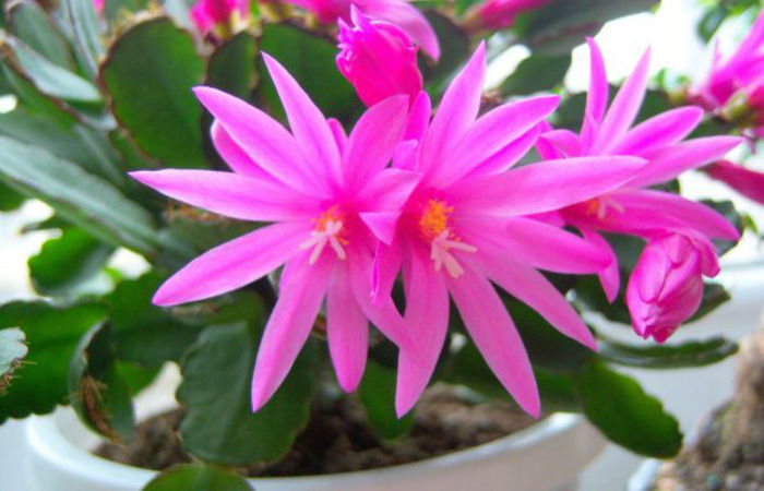 rhipsalidopsis-easter-cactus