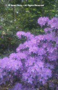 Rhododendron%20augustinii%20var_%20augustinii