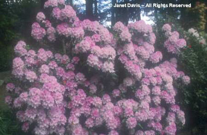 Rhododendron%20