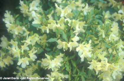 Rhododendron%20