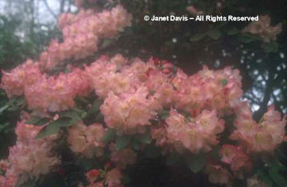 Rhododendron%20