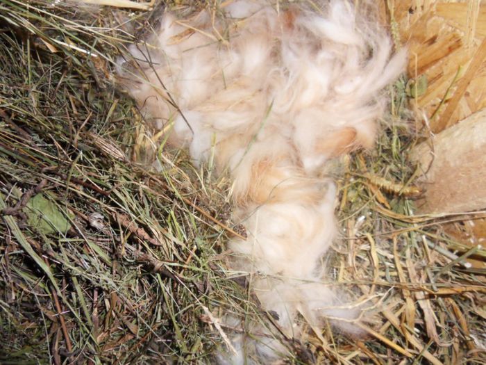 SDC11731 - 1 A CUIBURI 2013-2014