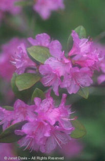 Rhododendron%20 - minuni ale naturii create de Dumnezeu 3