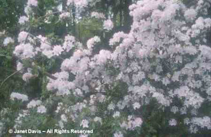 Rhododendron%20rigidum%20