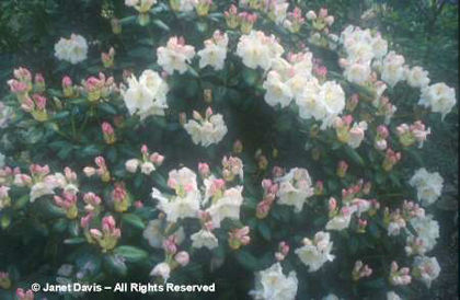 Rhododendron%20