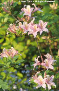 Rhododendron%20