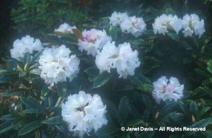 Rhododendron%20