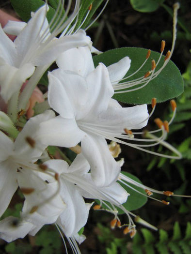 Rhododendron_atlanticum_flowers_close_up_2012_April_Wilmington_005_resized