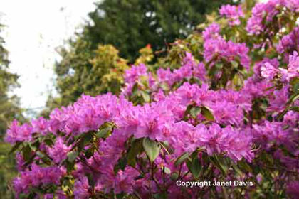 Rhododendron-concinnum-1