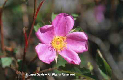 Rosa%20acicularis