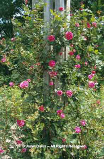Rosa%20'Alexander%20Mackenzie'