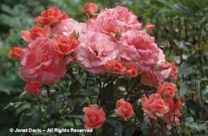 Rosa%20 - minuni ale naturii create de Dumnezeu 3