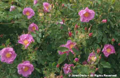 Rosa%20
