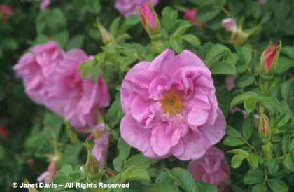 Rosa%20