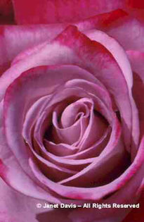 Rosa%20