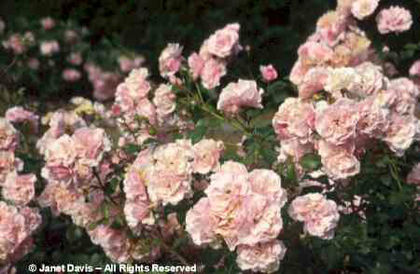 Rosa%20 - minuni ale naturii create de Dumnezeu 3