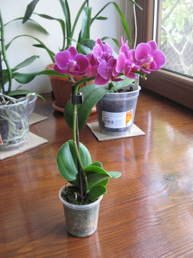 Mini Phalaenopsis mov-liliac - Mini Phalaenopsis