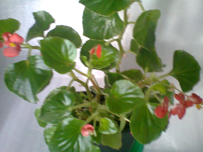 Fotografie1178 - Noiembrie 2013