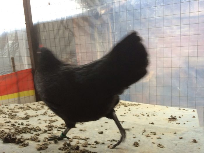 image - Australorp Pitic Negru