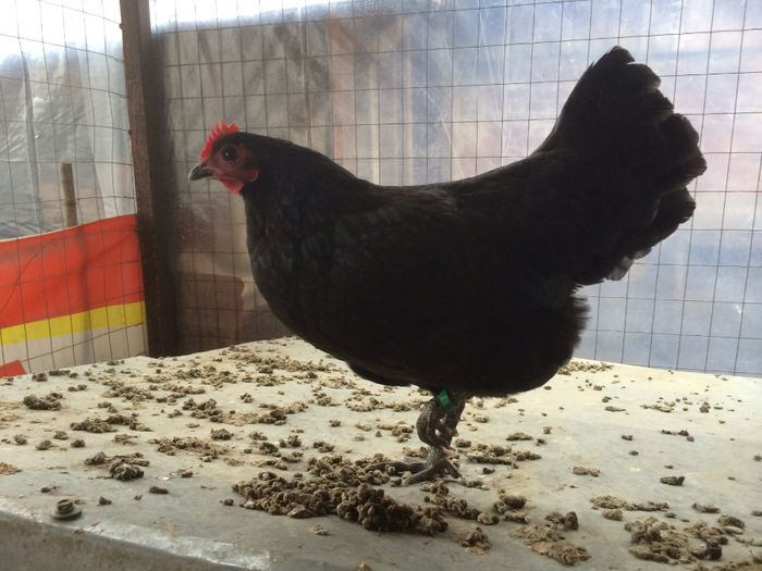 image - Australorp Pitic Negru