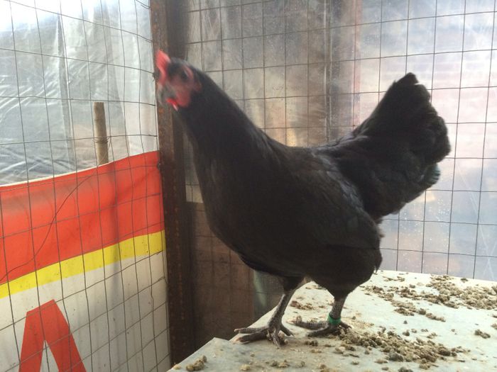 image - Australorp Pitic Negru