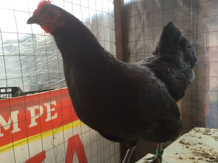 image - Australorp Pitic Negru