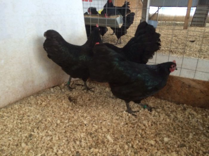 image - Australorp Pitic Negru