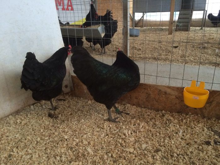 image - Australorp Pitic Negru