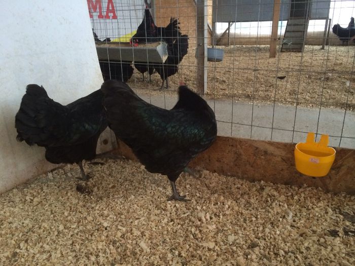 image - Australorp Pitic Negru