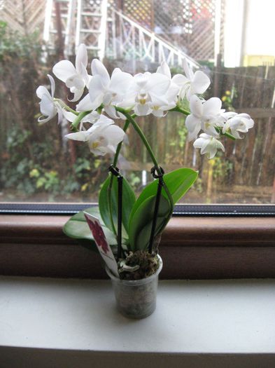 Mini Phalaenopsis multi floral - Mini Phalaenopsis