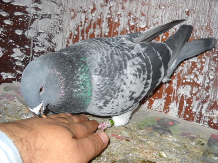 mascul 2013 - un porumbel bataus tare Vandut