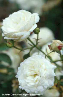Rosa%20 - minuni ale naturii create de Dumnezeu 3